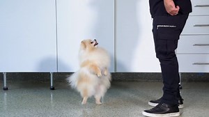 13K views · 371 reactions | Cesar and Benson demonstrate lots of different ways to help your dog get some exercise while stuck inside. | National Geographic Animals | Facebook