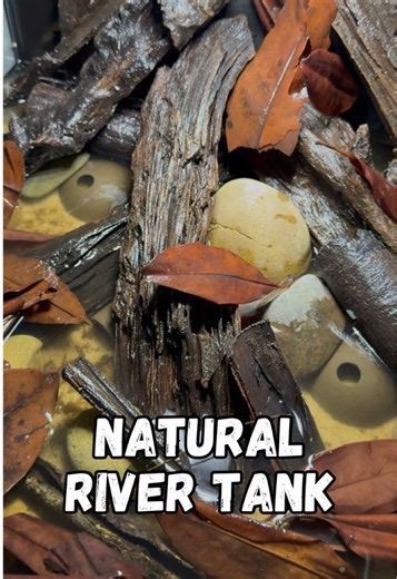 Natural Aquaristics Philosophy: Keeping Fish Happily