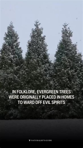 6K views · 145 reactions | Before they became Christmas trees…  In folklore, evergreen trees were placed in homes to ward off evil spirits as part of Pagan winter traditions. | Naturalist's Guide | Facebook