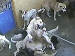 Sickening footage shows dogs brutally killed in Mauritius