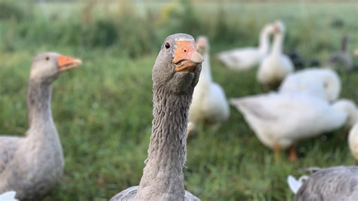 My simple backyard grazing system for geese explained