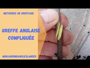 Greffe anglaise compliquée - Monjardindansleslandes