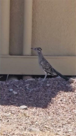 local wildlife checking me out.