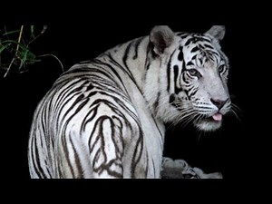 Mutation - Entstehung und Auswirkung - Trailer Schulfilm Biologie