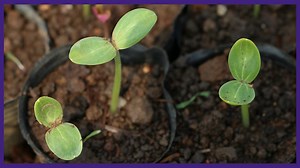 Spring plants. 1: Roots and shoots