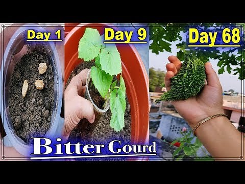 How To Grow Bitter Gourd / Karela Faster at terrace garden ll Day 1 to day 68 (Seed To Harvest)