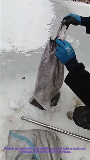 Frog Tadpoles Released Into Frozen Pond: Nature’s Wild Survival Trick