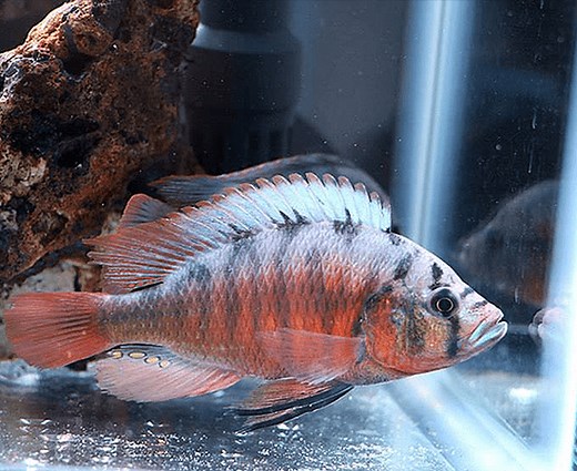 Fire Uganda Hap (Haplochromis sp.) - shop Imperial Tropicals
