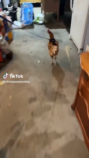 #chickenonaleash #walkingachicken #chickenentertainment #chickensoftiktok