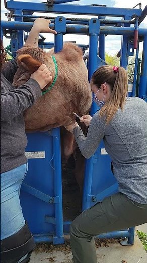 Jugular venipuncture for blood sampling on cow