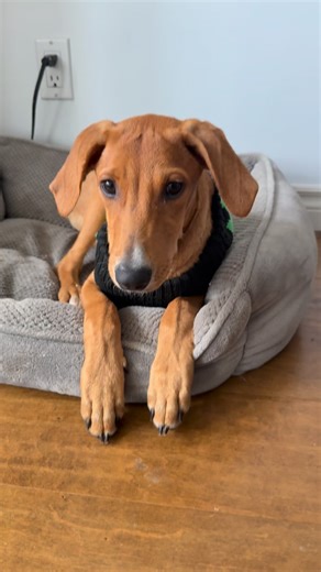 When your foster mom knows you’re cold but doesn’t know your style. Dale is adoptable. https://helpaws.com/pets/dale/ #foster #helpaws #adopt | Nixon Thefrenchbully