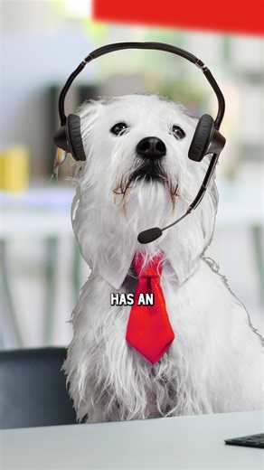 30K views · 365 reactions | Got a picky pet at home who won't eat anything? Pet Help Desk to the rescue! Find out why Stella & Chewy's could be the solution to your picky-eater problem! (Especially Marie's Magical Dinner Dust!) #StellaAndChewys #PetHelpDesk #dogs | Stella & Chewy's | Facebook