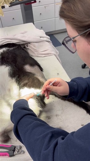 IM injection (Skill 22)