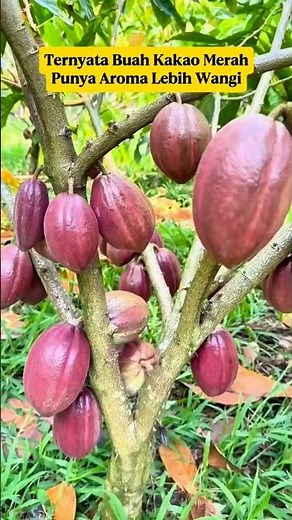 Red Cocoa is More Fragrant⁉️ This is the Secret of Premium Chocolate Aroma‼️