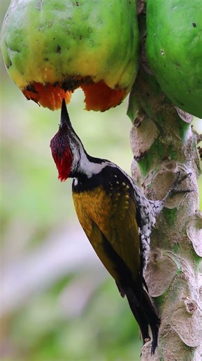 Black-rumped flameback 🪶 #birdlovers #youtubeshorts