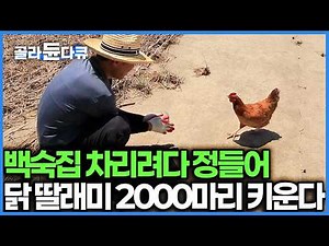 식당 하려고 애지중지 키운 닭 2천 마리, 정들어서 도저히 못 잡겠다는 부부의 뜻밖의 선택｜항생제 대신 천연 발효액 먹고 자란 토종닭｜한국기행｜#골라듄다큐