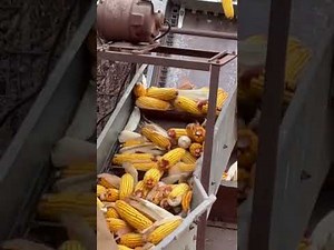 Unloading bin wagon and filling corn crib