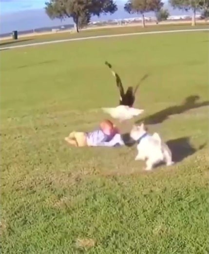 Unbelievable the love between humans and dogs is out of the world