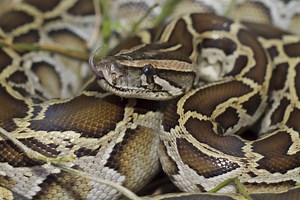 Florida Burmese Pythons Have Decimated Their Prey and Looking for More