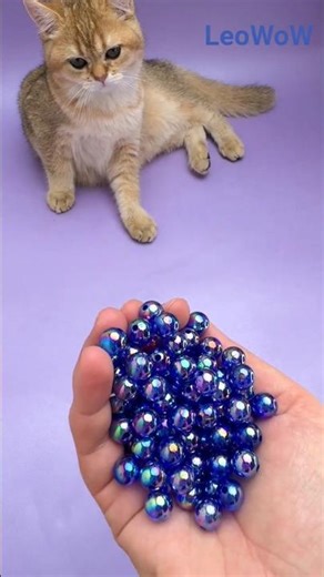 Cute Kitten Beads ASMR Reverse Video 😻🔮 #satisfying #shorts