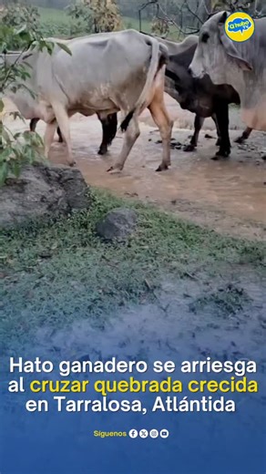 Q'hubo TV Oficial on Instagram: "#QHuboTVNoticias | Inundaciones Un hato ganadero fue expuesto a cruzar una quebrada crecida a la altura de la comunidad de Tarralosa, en el municipio de Esparta, Atlántida, debido a las fuertes lluvias registradas en la zona. La situación representa un alto riesgo tanto para los animales como para las personas que los conducen, por lo que se recomienda extremar medidas de precauciónoʻ⁸ mieiiuiñ9⁸ntras persistan las condiciones climáticas adversas. #Noticias #Hond