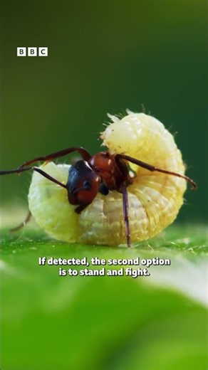 When doing nothing is your best option 🐛 - BBC