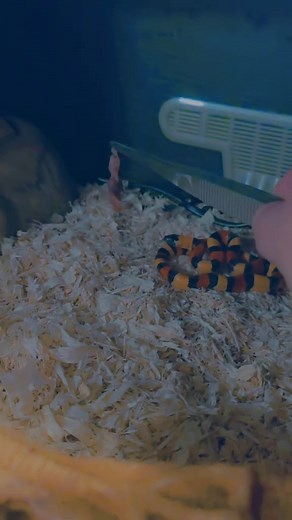 Understanding the Feeding Habits of Milk Snakes