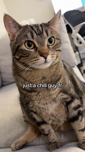 Chill Cat Moments: Just a Relaxed Feline Vibe
