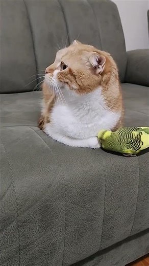 🤯 Cat & Budgie BEST Friends! You Won't Believe This Unlikely Bond #Shorts