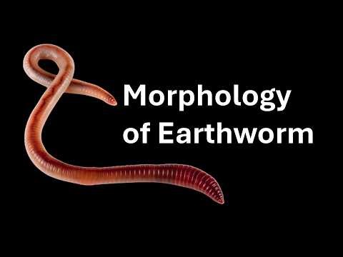 Earthworm (Morphology) | Animal Diversity Part I | Class 11 | Zoology | Khan Academy