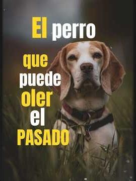 #sabueso #curiosidades #sabíasque #mascotas #animalesdomésticos #perros