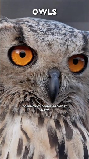 Факти про сов — нічні мисливці #Shorts