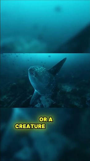 Sunfish | The Strangest Fish in the Ocean!