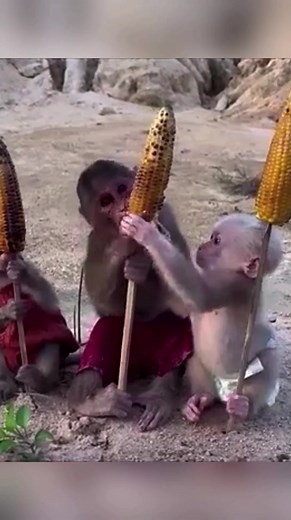 8.6K views · 66 reactions | Oh guys, these baby monkeys are eating cooked corn  #fblifestyle #BabyMonkey #CuteMonkey #MonkeyLove #AdorableAnimals #Wildlife #NatureVibes #MonkeyMood #PeacefulMoments #AnimalLovers #MonkeyLife | IWalk | Facebook