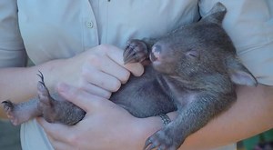 212K views · 2.4K reactions | Baby wombat finally meets world, and she's adorable | Animalist | Facebook