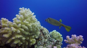 Good morning my dear friends .. Yellow box fish ( Ostracion cubicus ) .. Reach up to 45 cm. at depth 1 - 45 m. Large adults are variable in color , ranging from ochre to purplish brown , the round spots on the carapace of the smaller female phase being faint or absent , the fins have small black spots , the head is adorned with a bump anteriorly on the snout . Females are yellow and have many regularly rounded , black-rimmed white spots on the carapace . Small juveniles are cube-shaped becoming 
