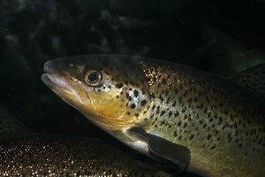 Plans to Grow Aquaculture in England Underway | Aquaculture