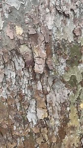 Close-up Video Footage Natural Tree Bark Stock Footage Video (100% Royalty-free) 3991609023 | Shutterstock
