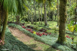 Natural History Visitors - Las Cruces and Wilson Botanical Garden - Organization for Tropical Studies