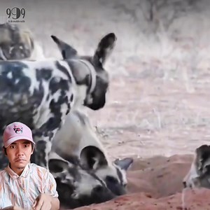 292K views · 5.2K reactions | Wild dog attacks wild boar #highlights #animals #wildlife #StarsEverywhere | 999-Loh yeakforuth | Facebook