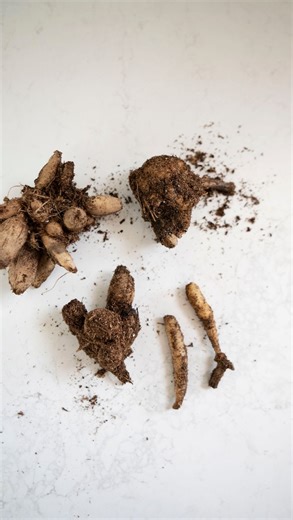 Here’s what Gall can look like in your dahlia tubers, and what to do about it. #zone3gardening #coldclimategardening #shortseasongardening #gardeningtips #beginnergardener #flowerfarmer #cutflowers #cutflowergarden #dahliatubers | Shifting Roots