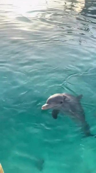 Cute Dolphins Help Woman Retrieve Accidentally Fallen Cups in Water