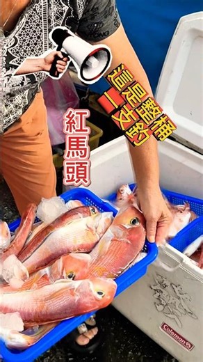 被忽略的小漁港也有魚實力～瘋迷 #一支釣 #海鮮 #美食 #大魚 #馬頭 #漁民 #fish #忙碌的商務人士 #士脩 #fishing