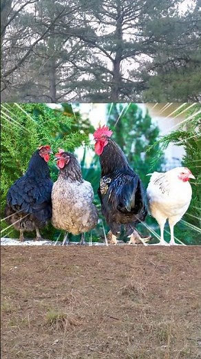 All About Chickens for Kids 🐔 Let's Learn About Chickens 🤠