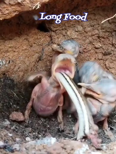 Poor thing‼️ The long food made the baby kingfisher choke #snake #birds #kingfisher #nature #nationalpark #animals #wildanimals #wildlife #wildbirds #birdlovers #birdwatching #viralvideo | Natural Birds