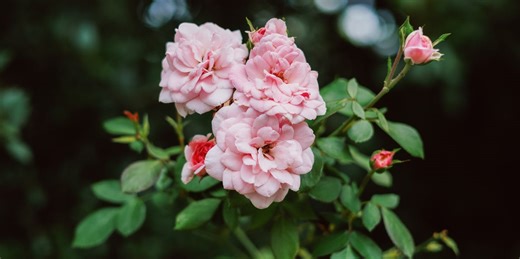 It's your last chance to plant-bare root roses – here's why it matters