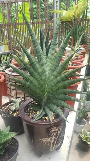 Exploring Beautiful Succulent Plant Varieties