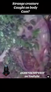 Cryptid or actual known animal. Sound off From CAPTAIN ZOR on TT #cryptid #oddanimal #whatisit #unexplained #downtherabbithole | DownThe RabbitHole