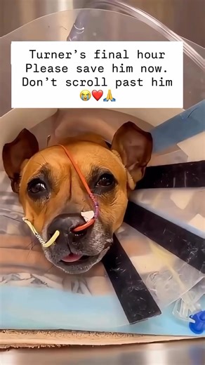 💔 UPDATE — WHO REMEMBERS TURNER? 💔 Many of you will remember Turner — the gentle girl whose life was turned upside down when her owner tragically died in a car accident here in Texas, an accident that made the news. She was left behind with no one to come back for her… and that’s how she ended up in the shelter. For nearly two months, Turner has been weak but holding on. She has been receiving basic care, fighting quietly, never complaining. But now… her condition has taken a devastating turn.