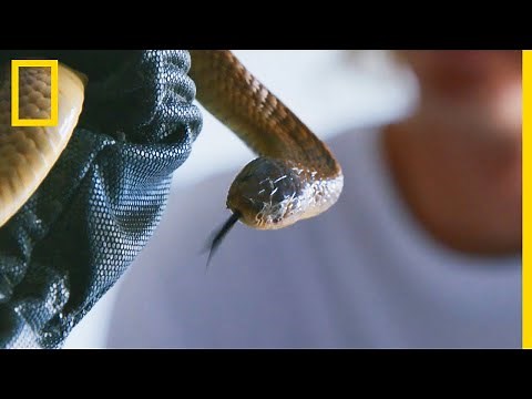 Capture d'un bébé cobra annelé | SNAKES IN THE CITY